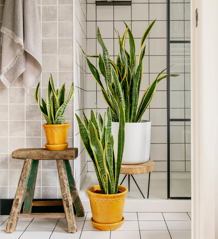 Snake Plant | Mother-in-law's Tongue or Sansevieria Laurentii – Beards & Daisies