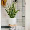 Large Snake Plant