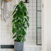 Heartleaf Philodendron