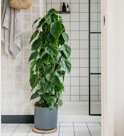 Heartleaf Philodendron