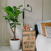 Fiddle-Leaf Fig Tree