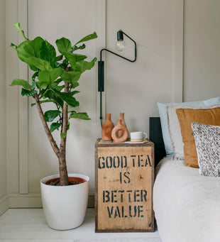 Fiddle-Leaf Fig Tree