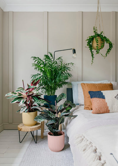 Calathea Stromanthe Triostar