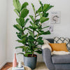 Large Fiddle-Leaf Fig