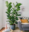 Large Fiddle-Leaf Fig