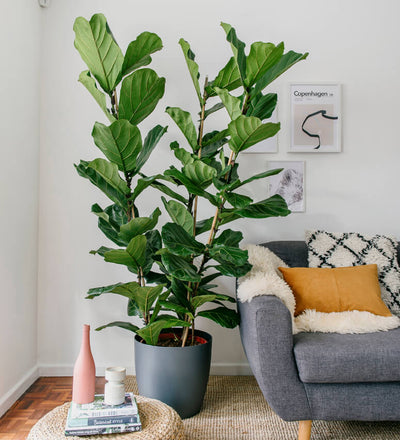 Large Fiddle-Leaf Fig