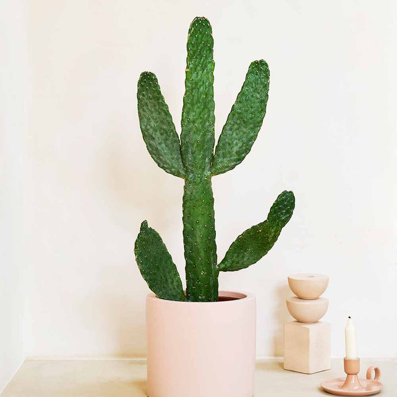 Cowboy Cactus Large