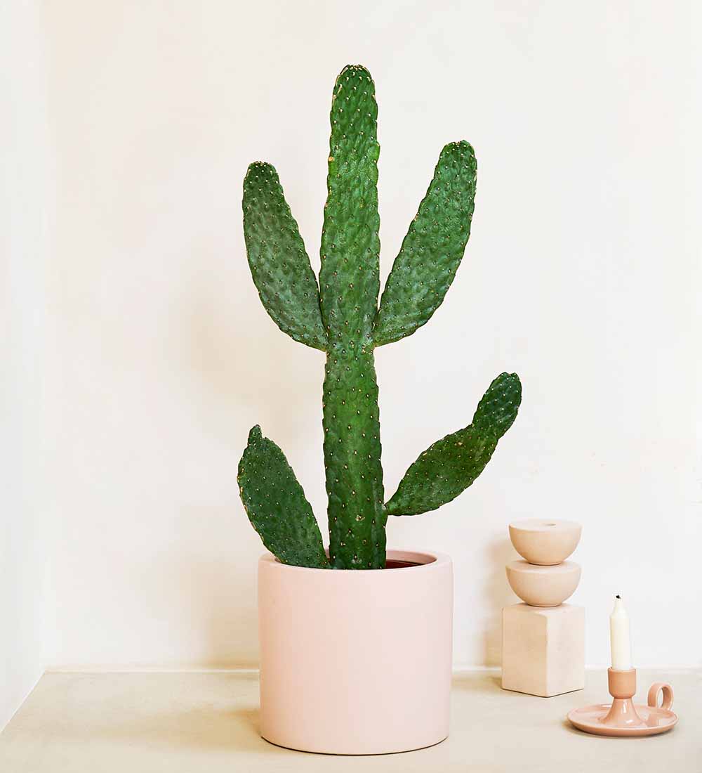 Cowboy Cactus Large