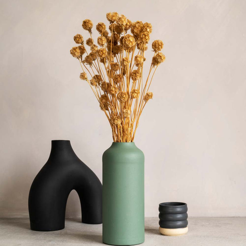 Dried Scabiosa Bunch