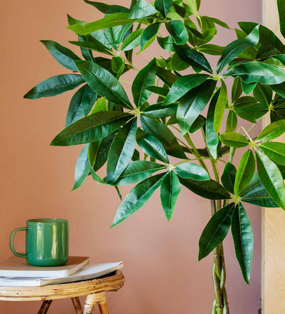Artificial Pachira (Twisted Stem)