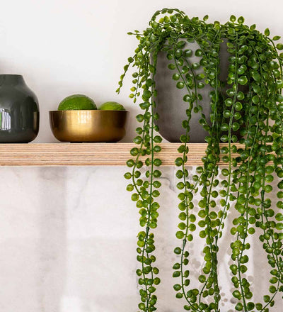 Artificial Ficus Pumila Hanging