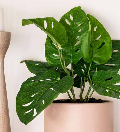 Artificial Monstera Obliqua