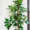 African Fig
