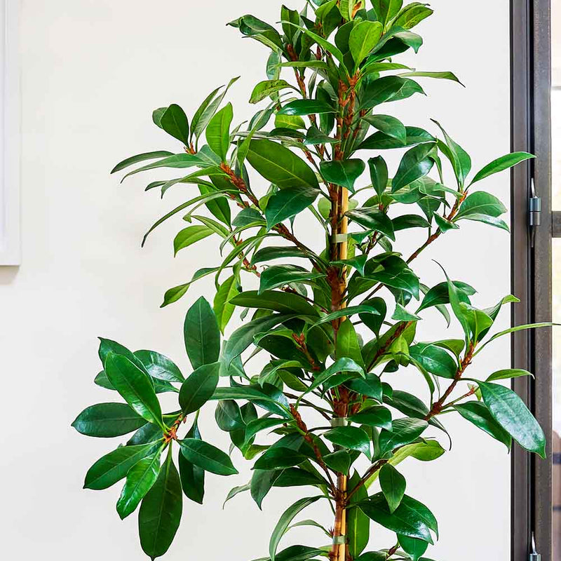 African Fig