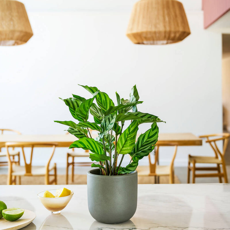 Calathea Freddie & Pot