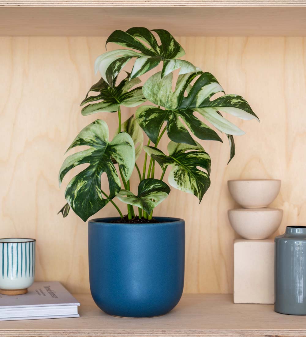 Artificial Variegated Monstera