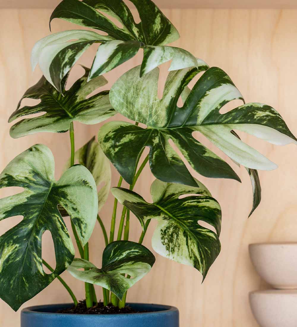 Artificial Variegated Monstera