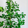 Laurel Fig