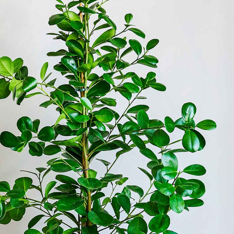 Laurel Fig
