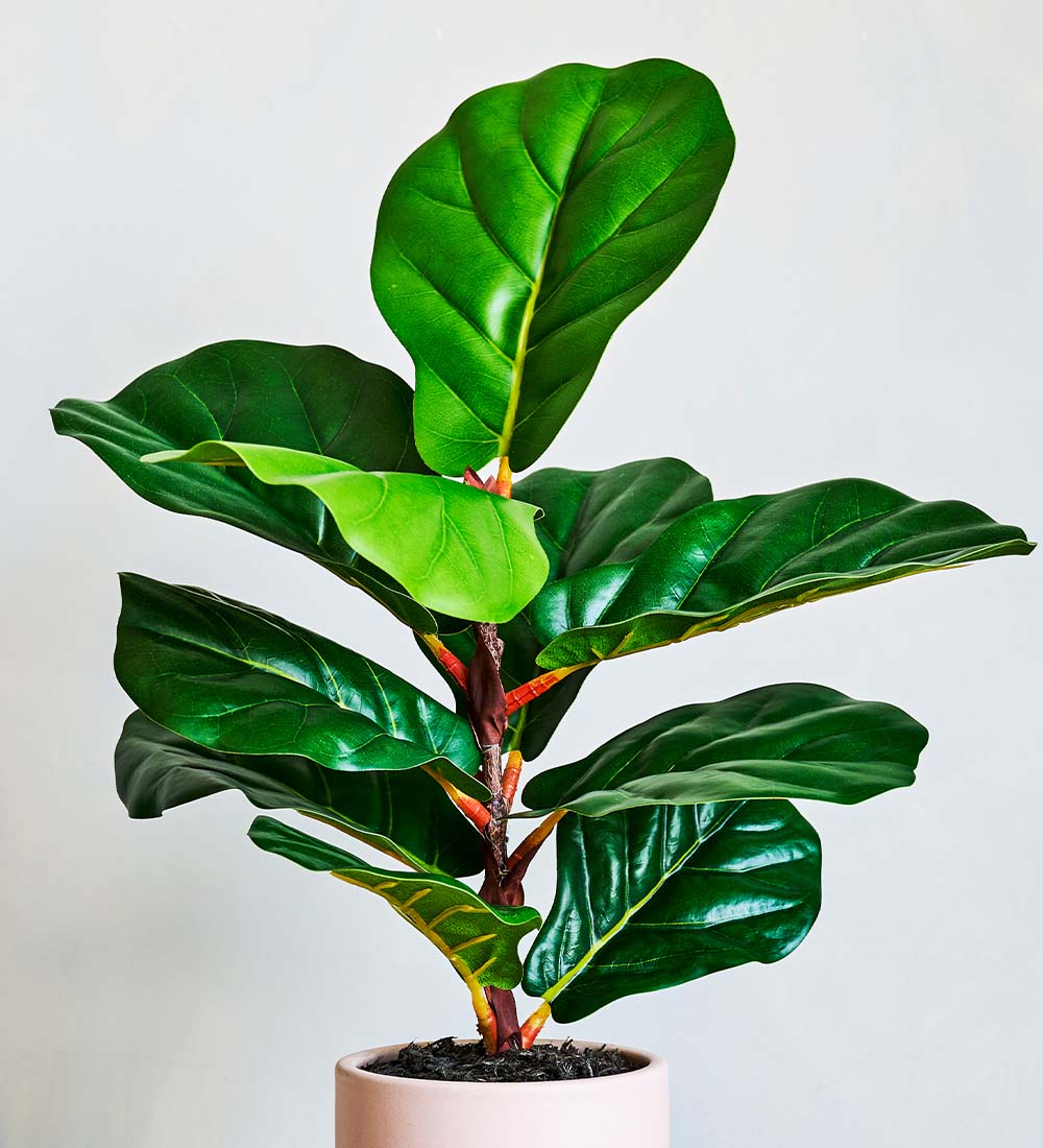 Artificial Fiddle-leaf Fig