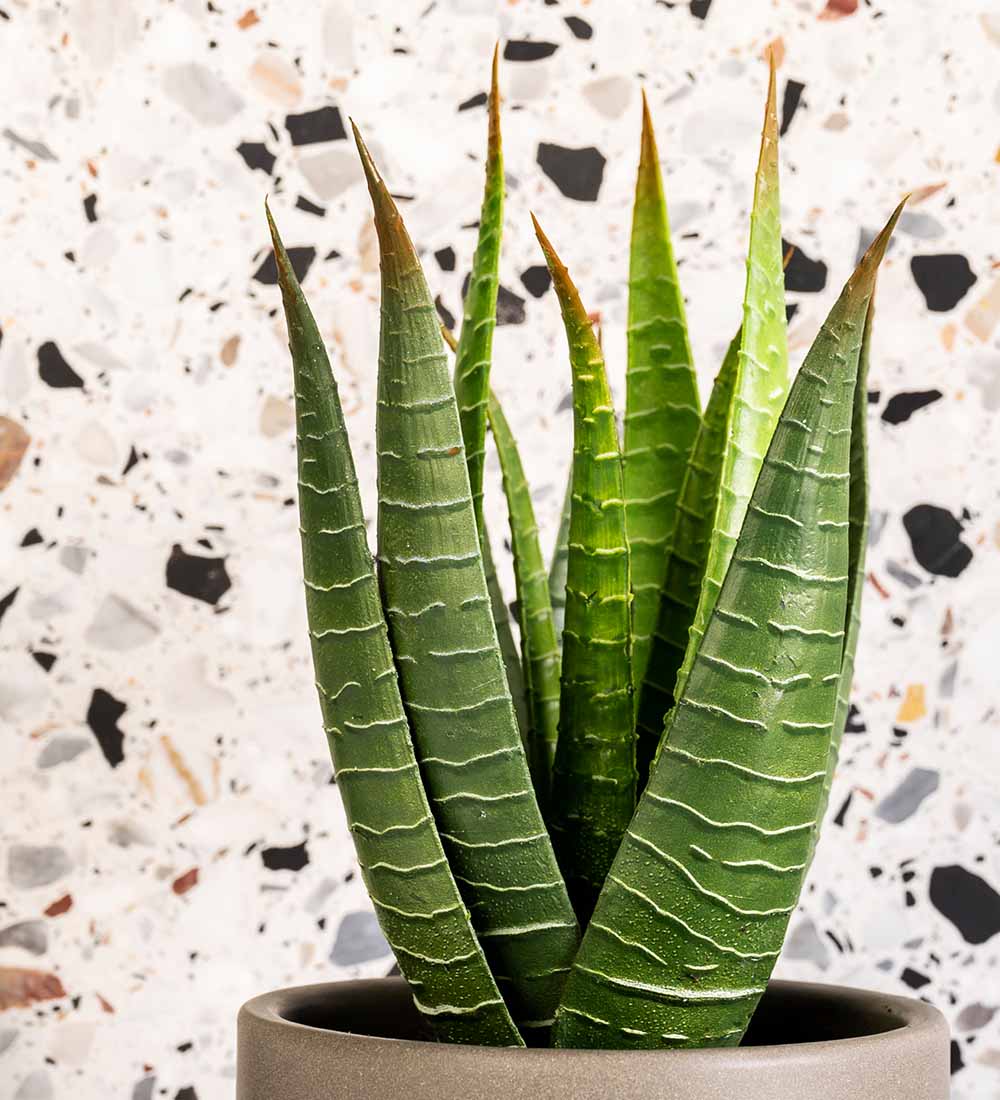 Artificial Aloe Vera