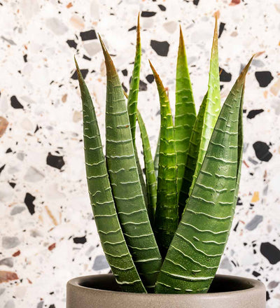 Artificial Aloe Vera