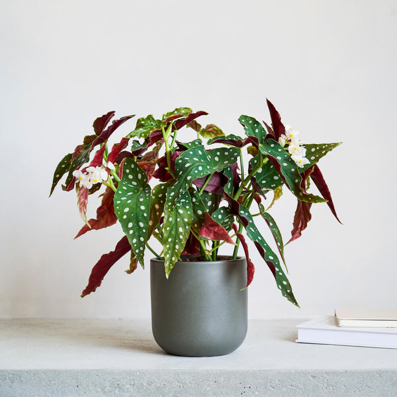 Polka Dot Begonia
