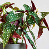 Polka Dot Begonia