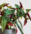 Polka Dot Begonia