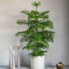 Norfolk Island Pine