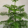 Norfolk Island Pine