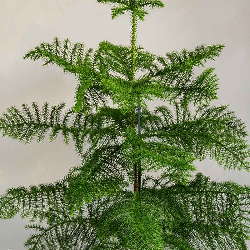 Norfolk Island Pine