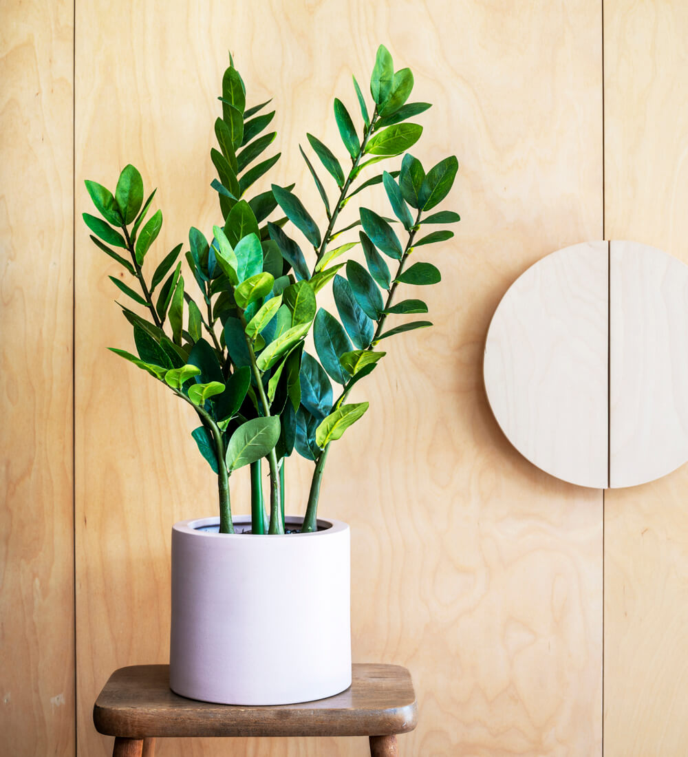 Artificial ZZ Plant