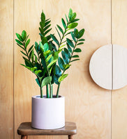 Artificial ZZ Plant
