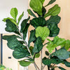 Artificial Fiddle-leaf Fig Tree