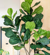 Artificial Fiddle-leaf Fig Tree