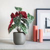 Artificial Alocasia Polly