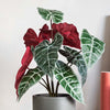 Artificial Alocasia Polly