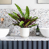 Rattlesnake Plant