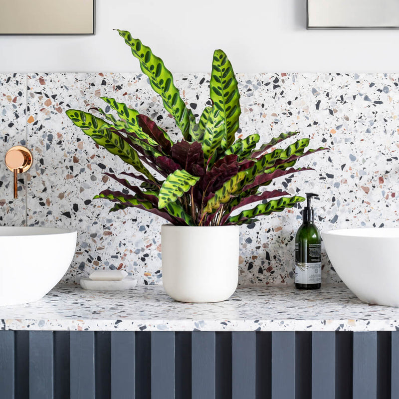Rattlesnake Plant