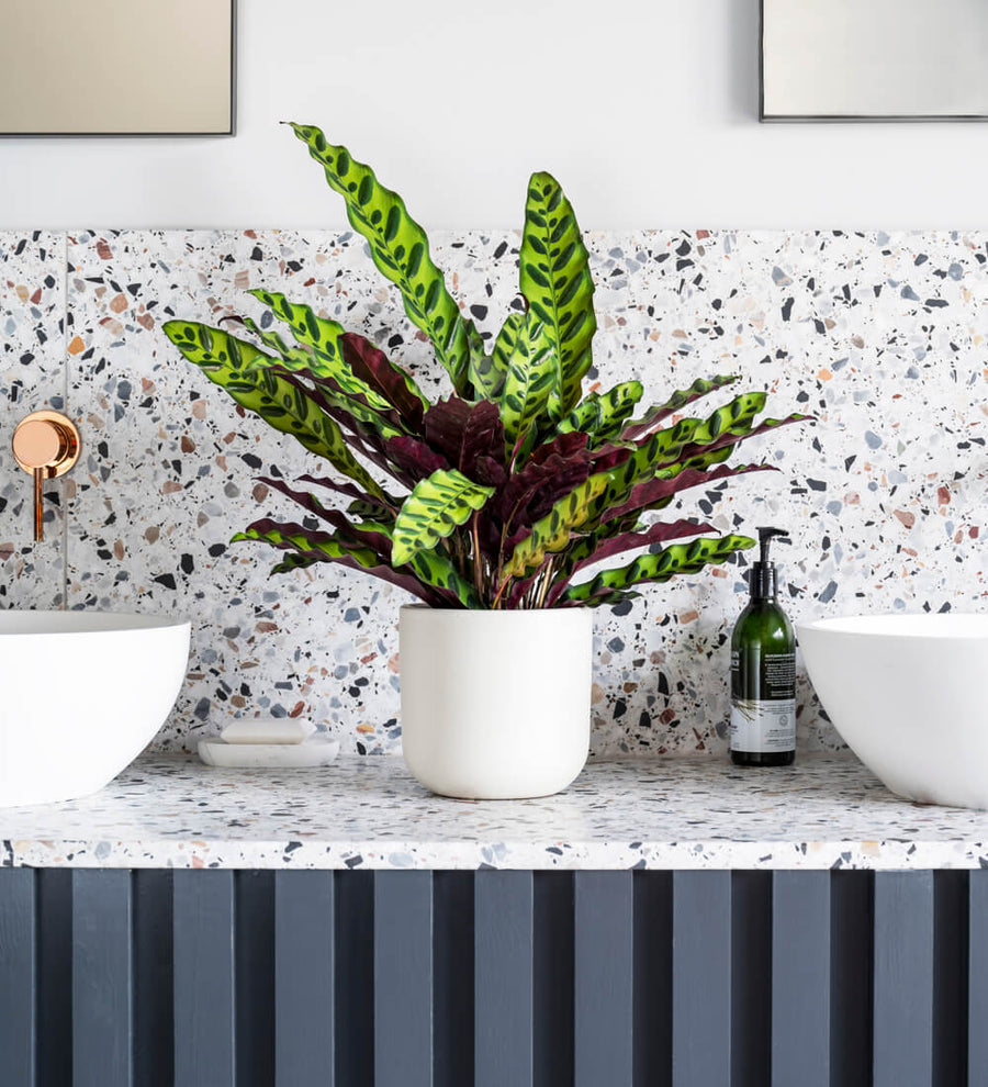 Rattlesnake Plant