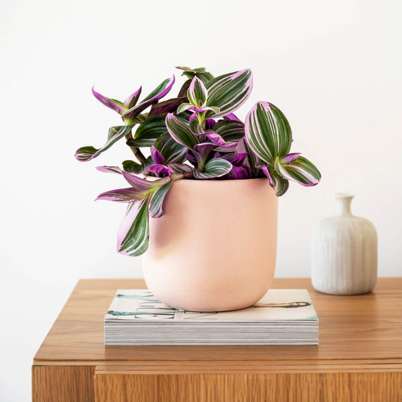 Tradescantia Nanouk & Pot