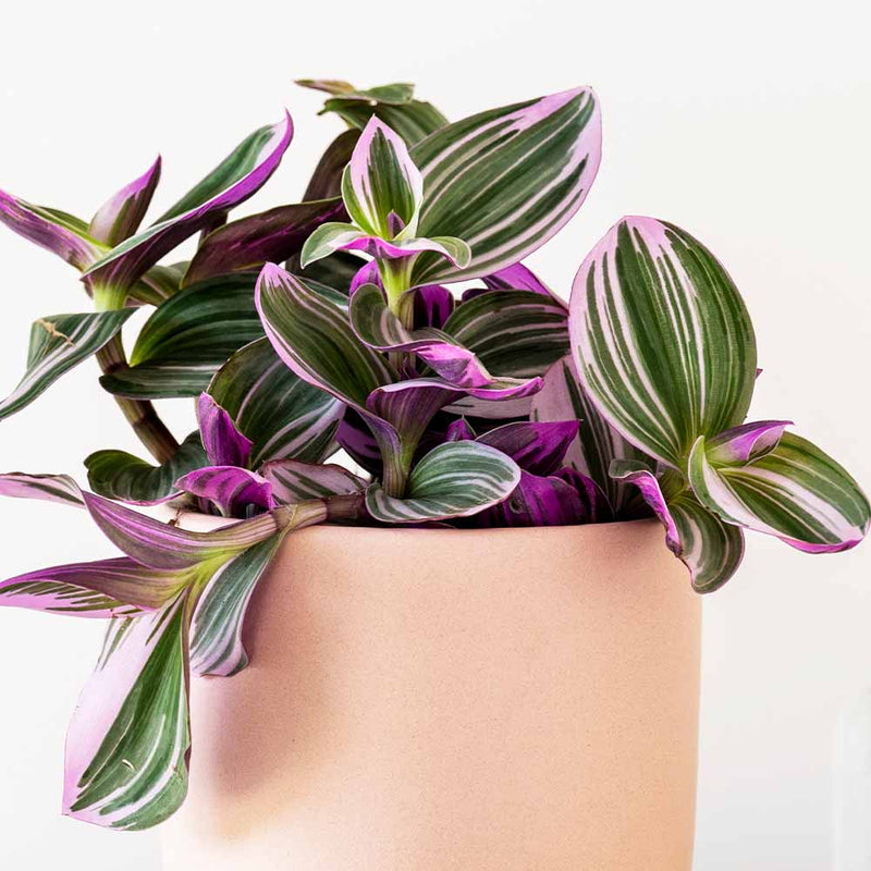 Tradescantia Nanouk & Pot