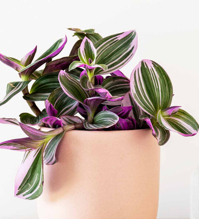 Tradescantia Nanouk & Pot