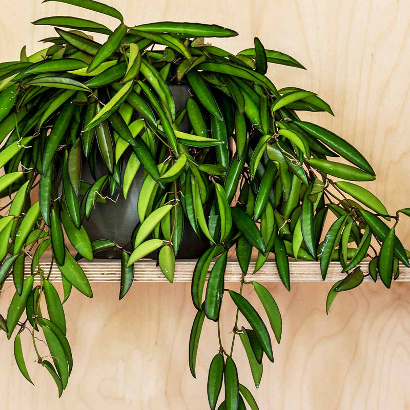 Hoya Wayetii