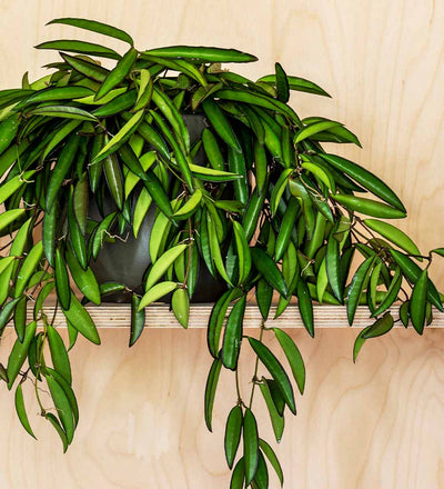 Hoya Wayetii