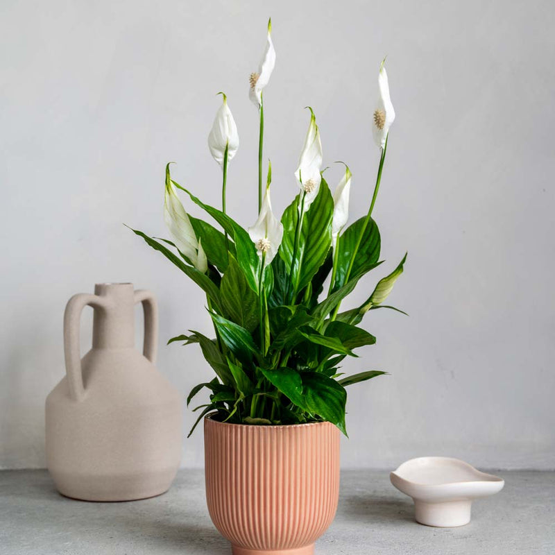 Peace Lily & Pot