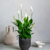Peace Lily & Pot