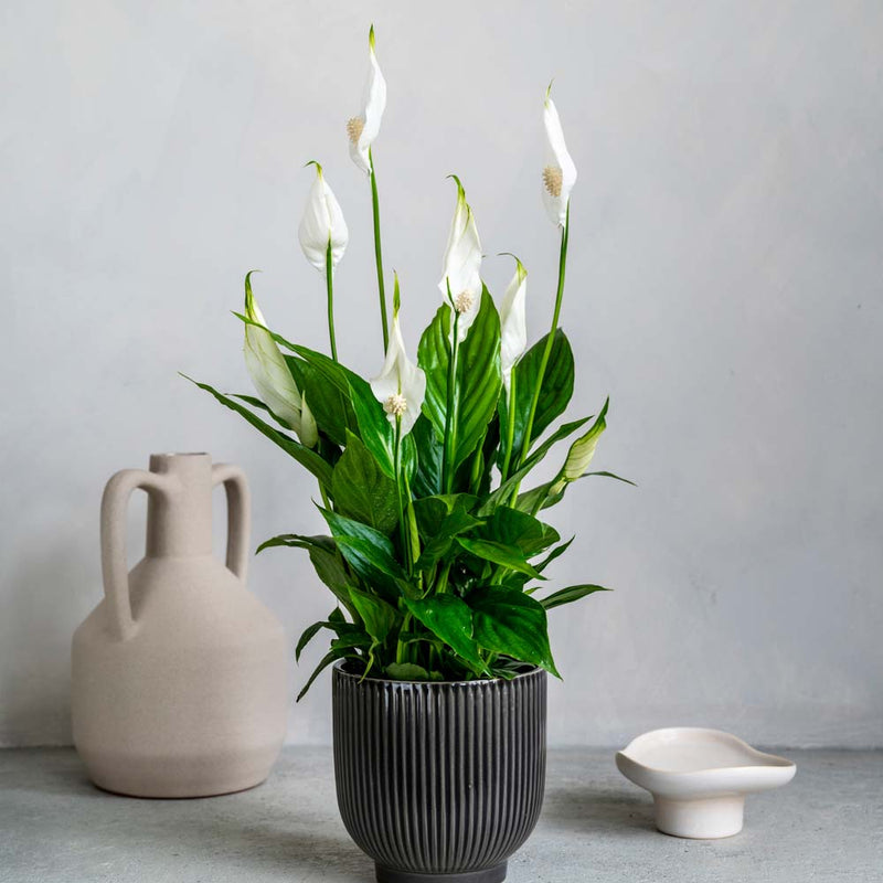 Peace Lily & Pot