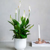Peace Lily & Pot